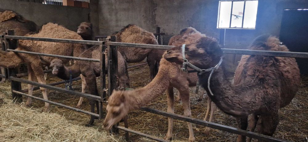 Sprzedam samca wielbłąd jednogarbny dromader samiec camel male