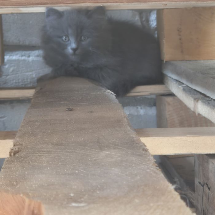 Котята /кошенята шукають дім