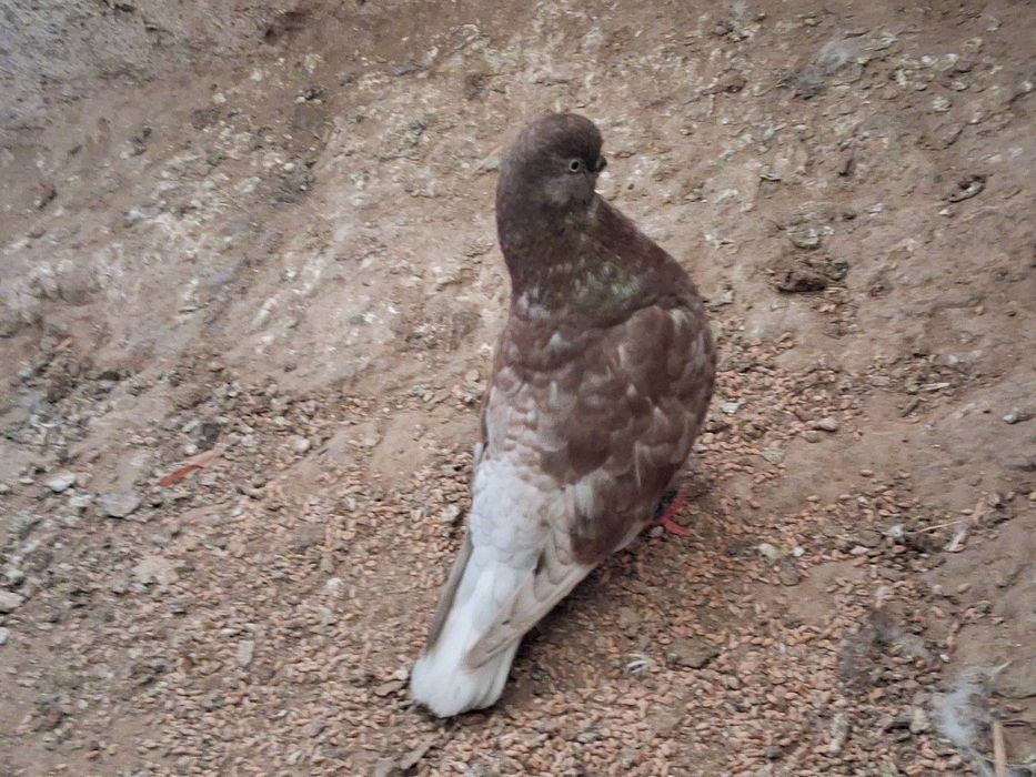 Long face para parzysta