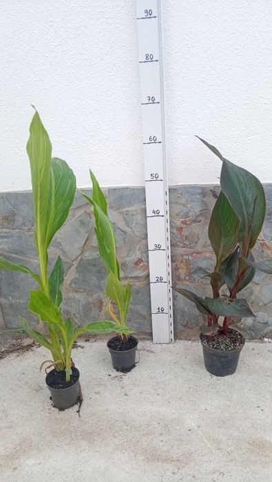 Planta canna indica e crista galli