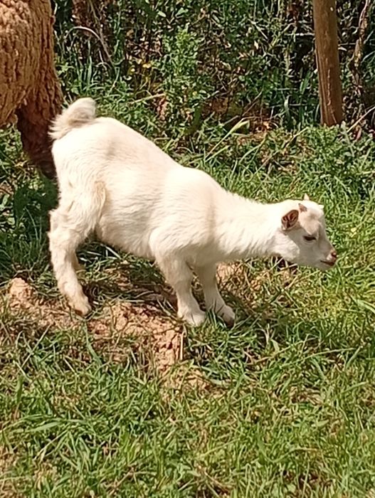 Cabra anã macho 2, 5 meses branco