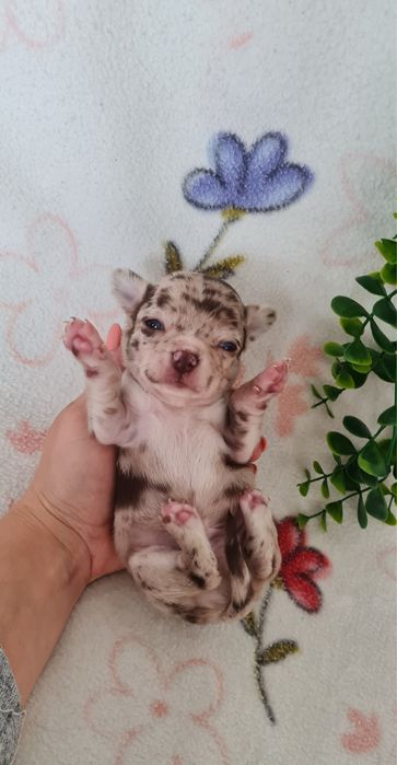 Excecional menino mini merle Chihuahua/Chiuaua de Qualidade