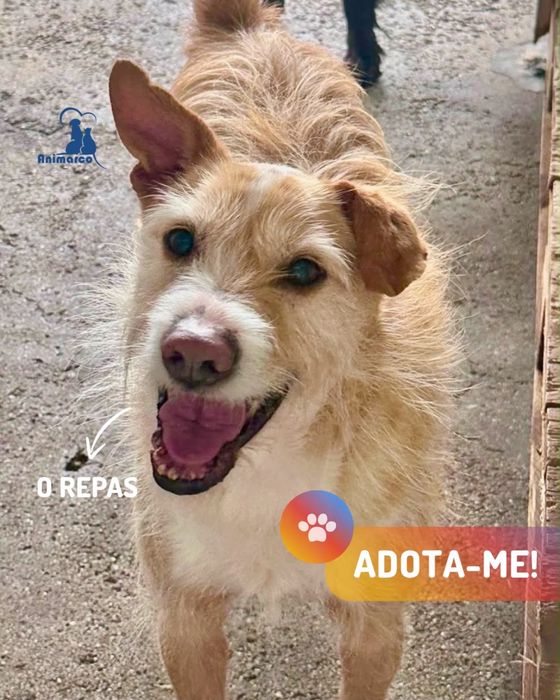 Repas - cão jovem activo para adoção
