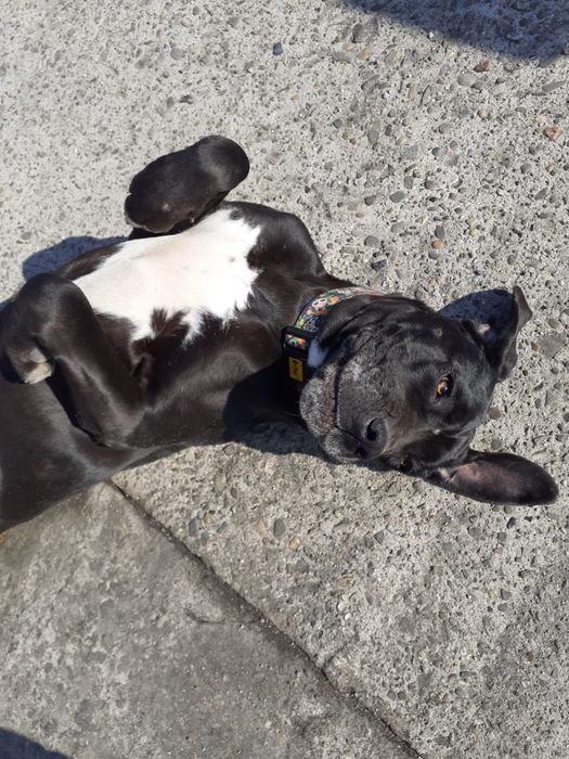 Jenny suka o wielkim sercu