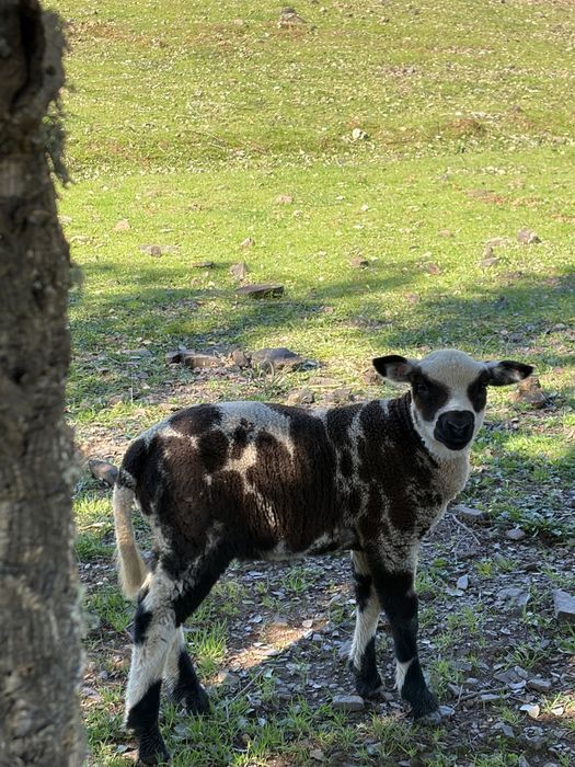 Borrego com 3 meses