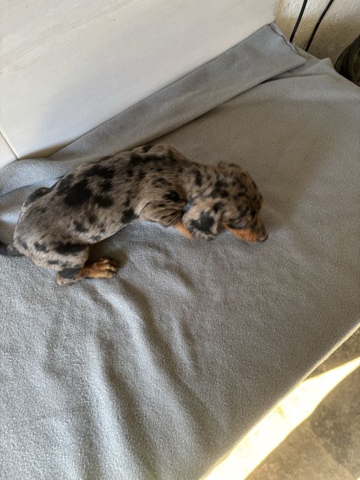 Teckel femea miniatura de pelo curto