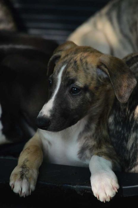 whippet - pręgowana suczka