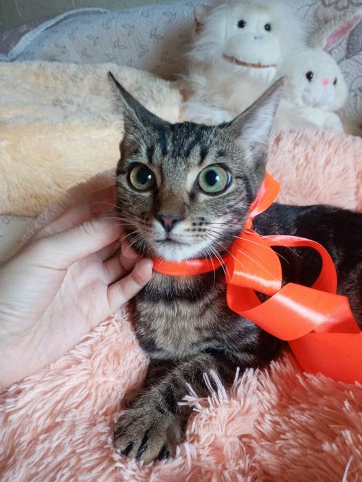 Отдам даром в добрые руки полосатую кошечку