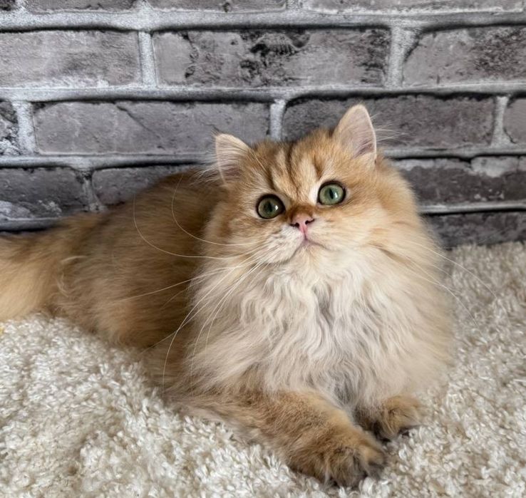 Золотиста довгошерста Британочка