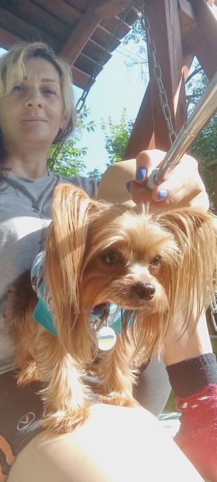 Йорк шукае наречену, вязка