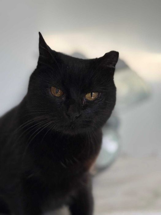 Gata para adoção (Becas)