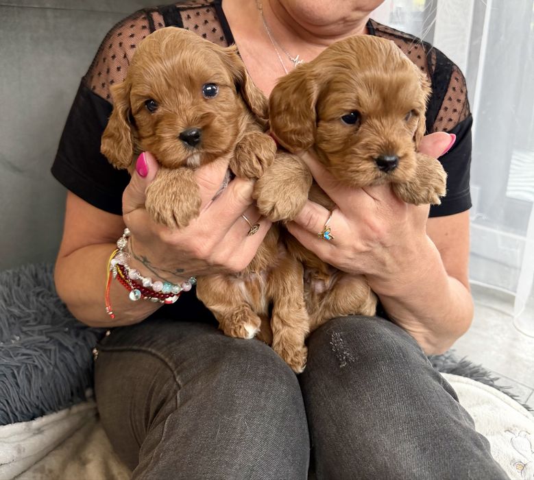 Cavapoo - chlopiec - cavalier & pudel