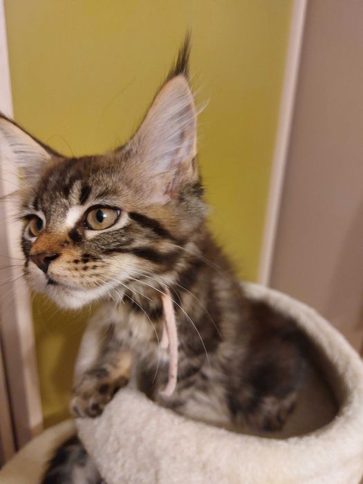 Koteczka rasy Maine Coon z rodowodem