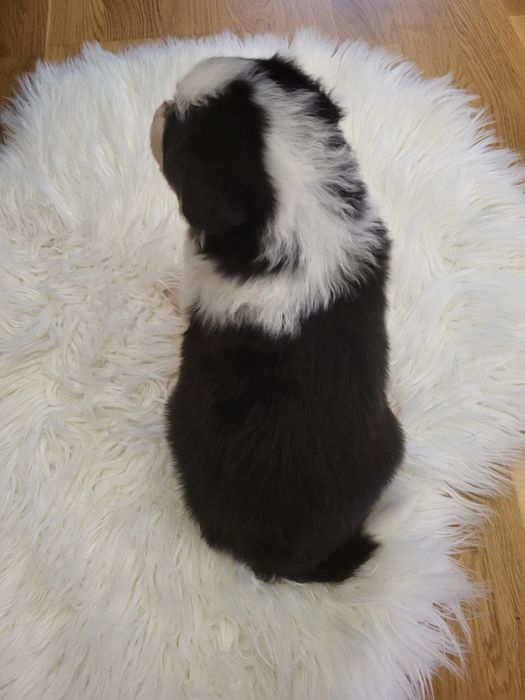 Szczeniak Border collie