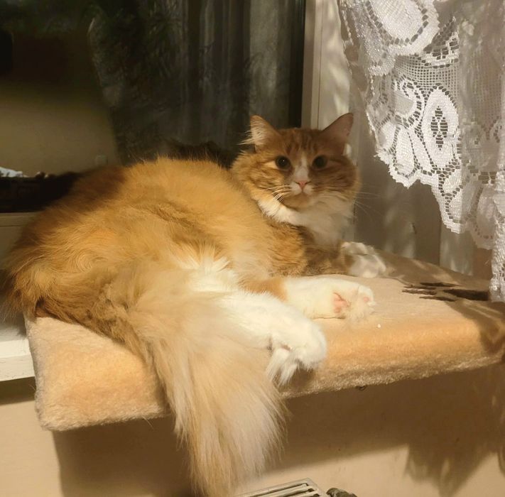 Kocurek w typie norweskich leśnych Leoś szuka domu...