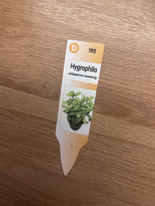 Planta de Aquário - Hygrophila Polysperma