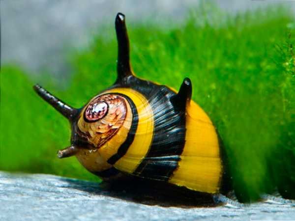 GB Ślimak Clithon Diadema - dowóz ryb!