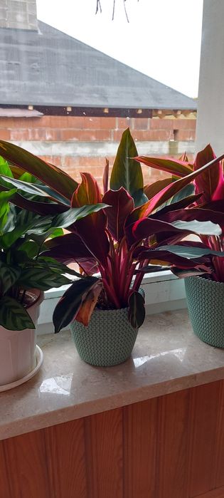 Zaproponuj swoja cene Kwiaty doniczkowe - STROMANTHE TRIOSTAR