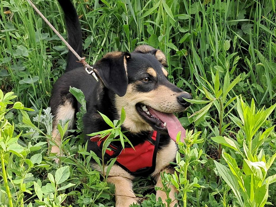9-mcs Gucio czeka na kochający domek. Adopcja!