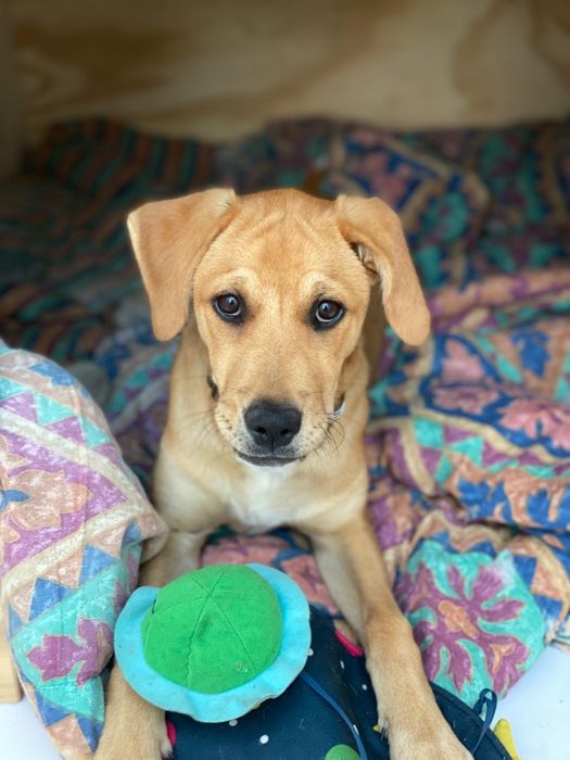 Cadela para adoção