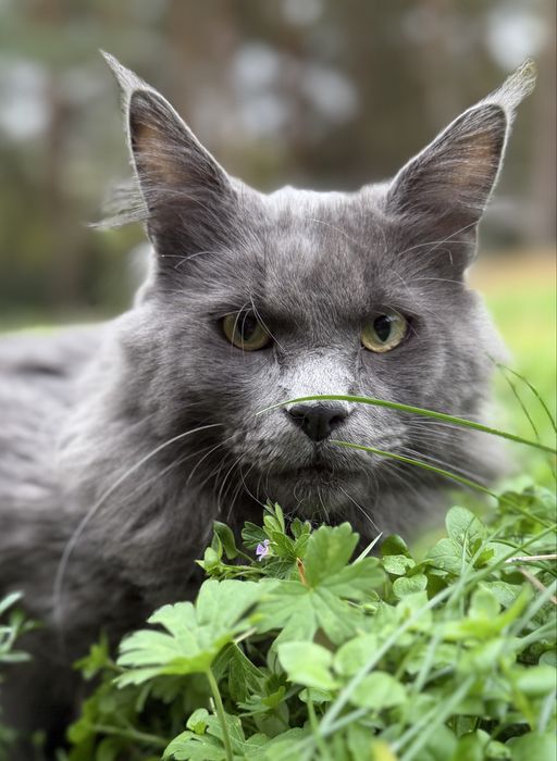 Maine Coon reproduktor