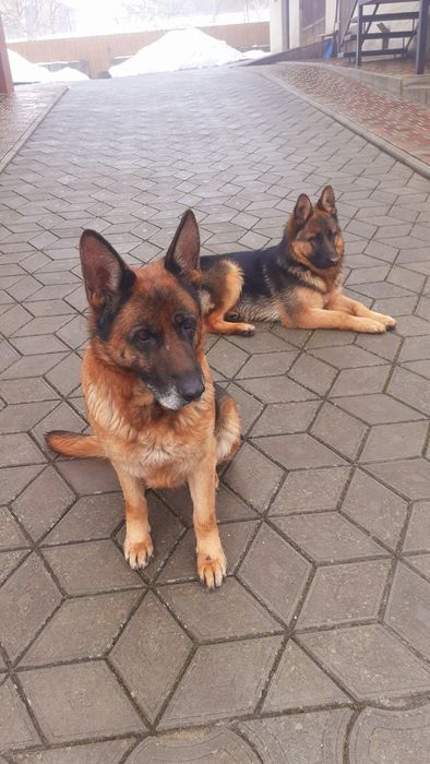 Німецька вівчарка,  дівчинка.