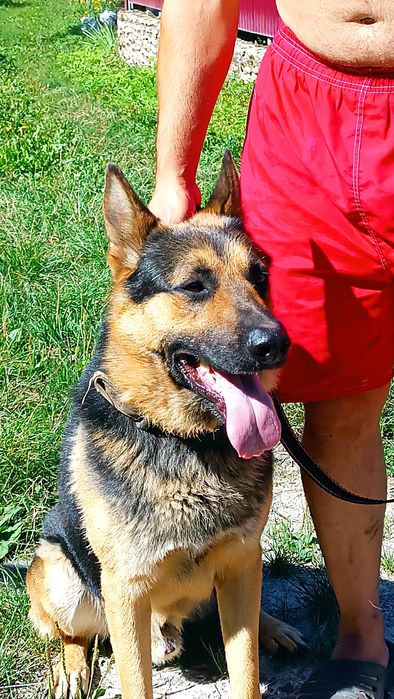 Німецька вівчарка для в'язки