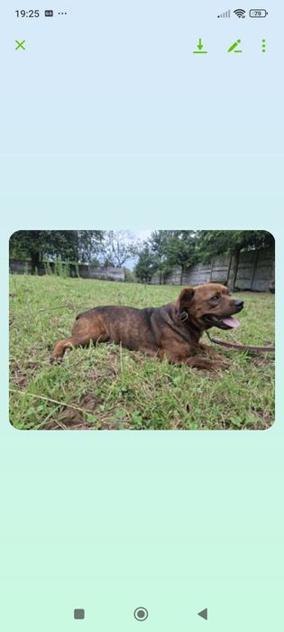 Kochany słodziak Ravel