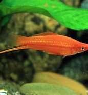 Ryby Mieczyki, różna wielkość ryb