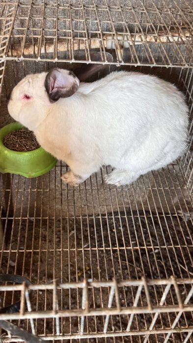 coelho raça gigante