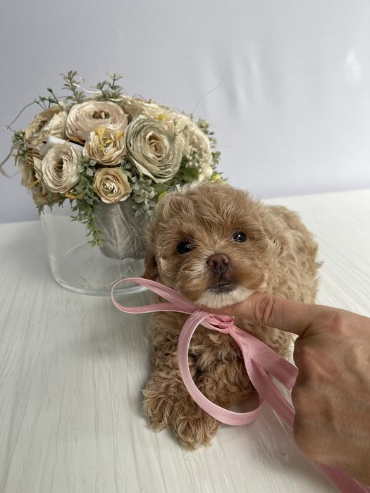 VIP Мальтипу F1  любов без кордонів