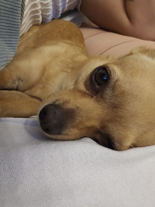 Adoção de animais
