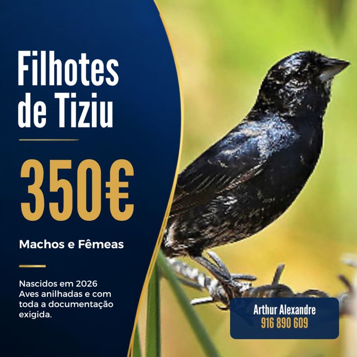 Tiziu 2026 - Fauna Brasileira