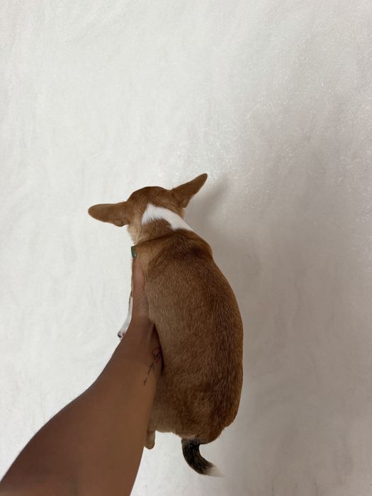Чихуахуа девочка
