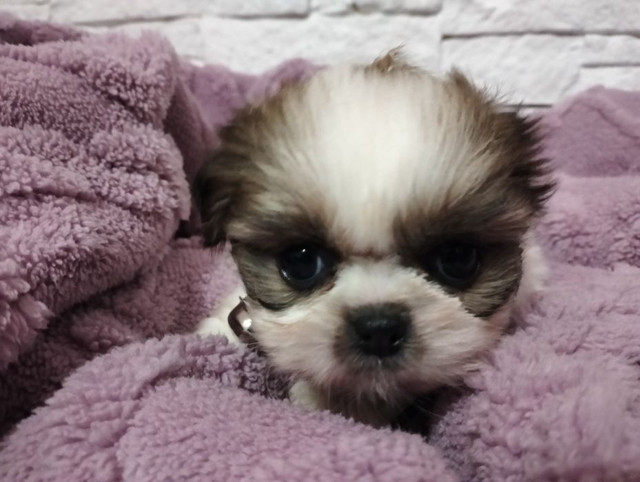 Shih tzu tricolor