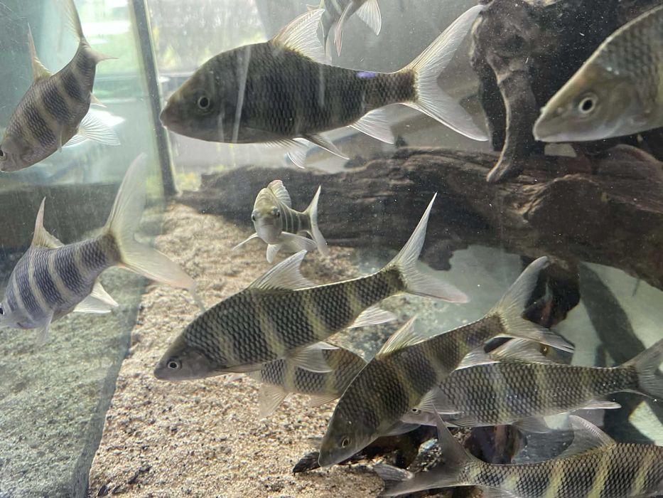 Acrossocheilus longipinnis wild 15cm