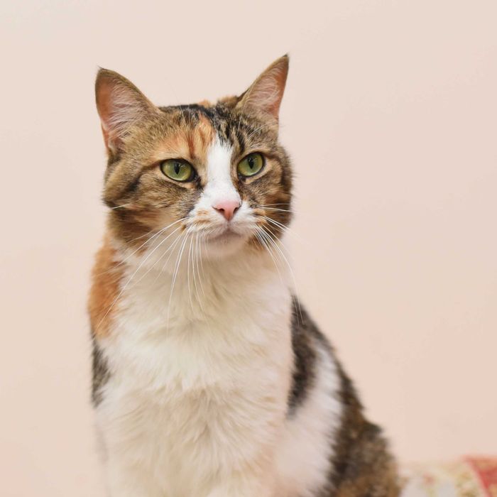 Чудесная кошечка Мими ищет заботливую семью