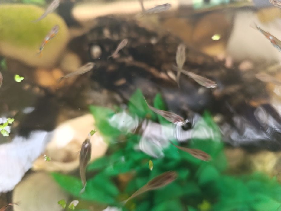 Guppies variedade despachar