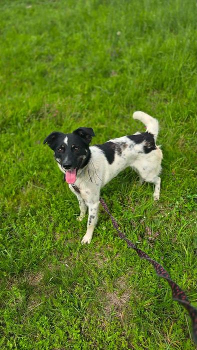 Łagodna młoda suczka Kora- adoptuj