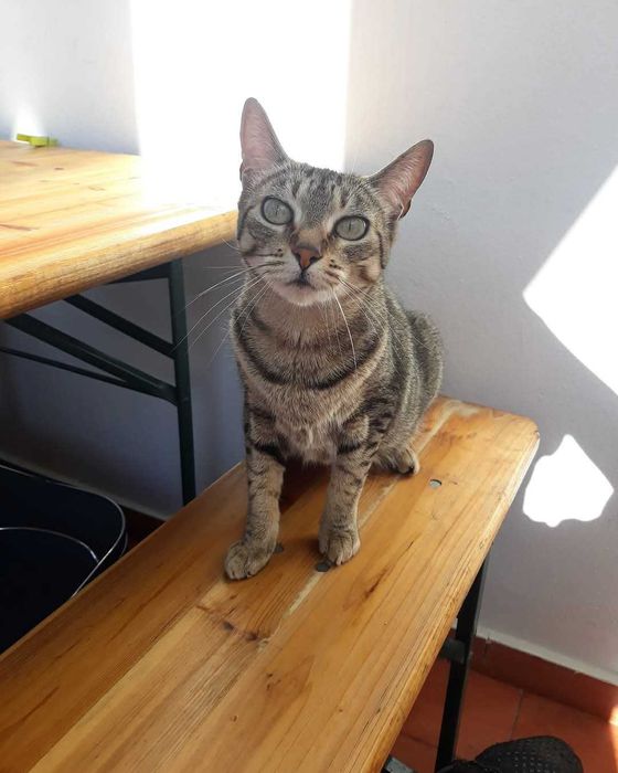 Pet Sitting e Passeio de Cães em Albufeira