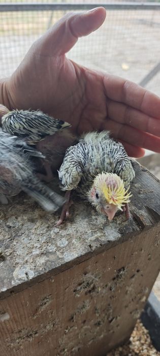 Caturras bebés para acabar de alimentar mão