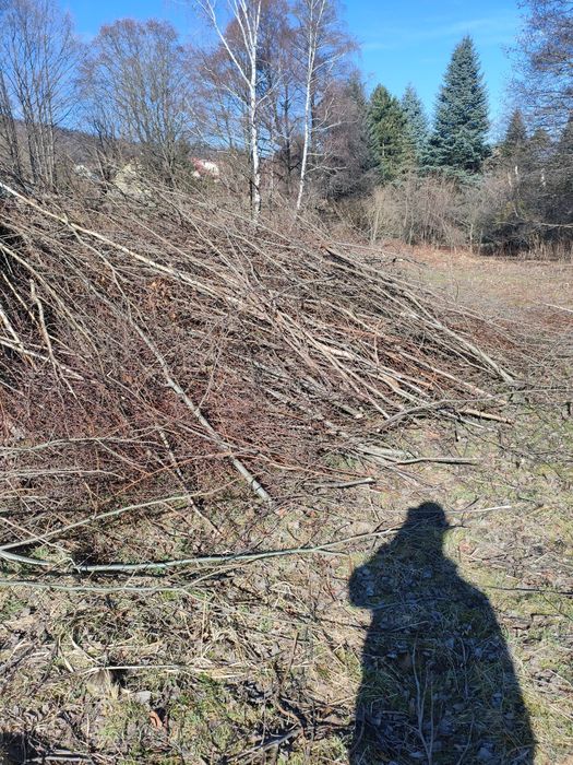 Oddam za darmo gałęzie