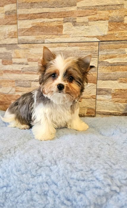Yorkshire Terrier śliczny piesek w wyjątkowym umaszczeniu blueberry