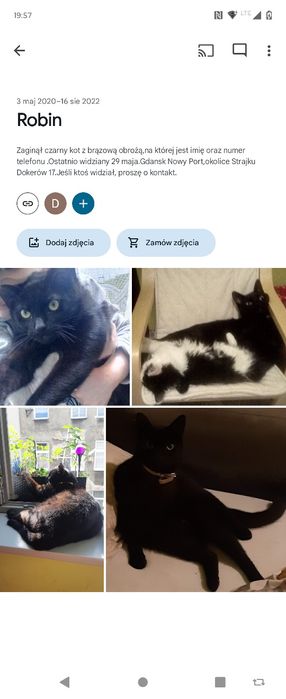 Zaginął czarny kot