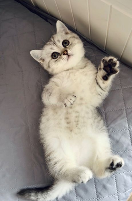Продам кошенят скотіш фолд