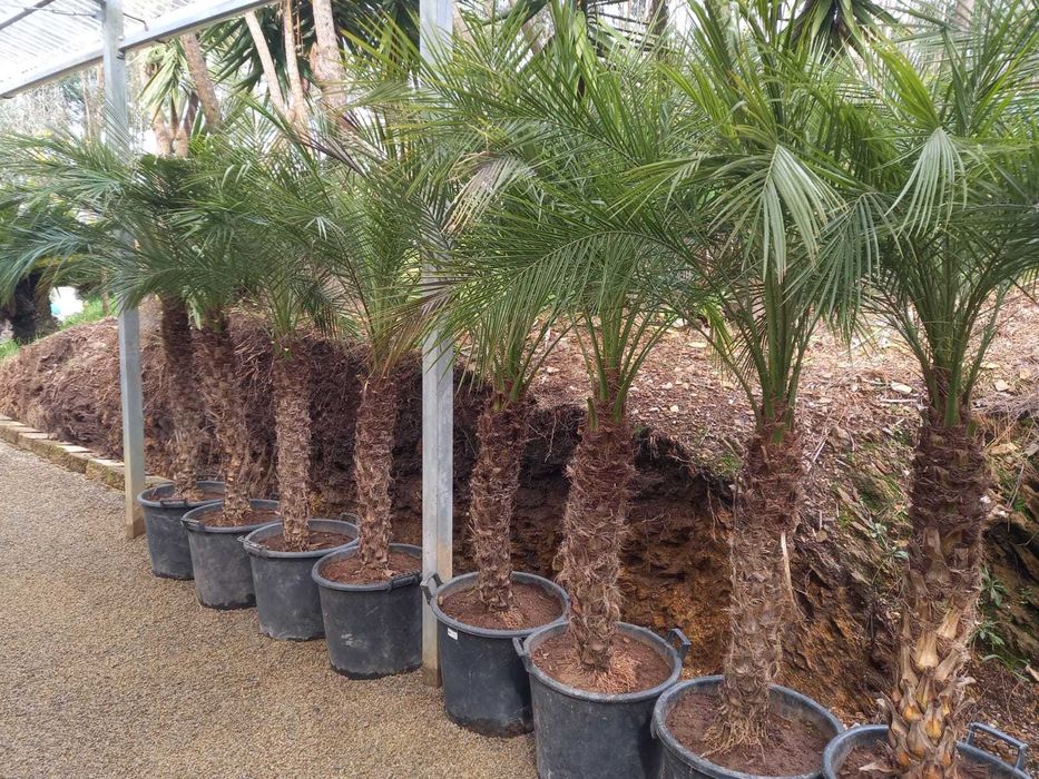 Coqueiros e Palmeiras Exóticas