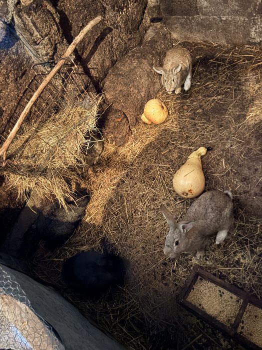 Coelhos caseiros
