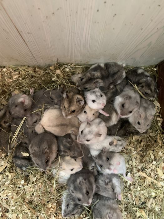 Джунгарські хоміки .Кліточки