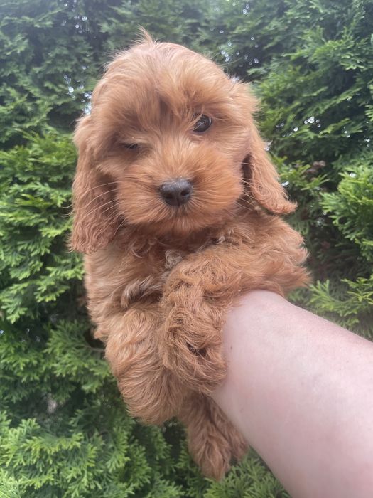 Cockapoo  suczka