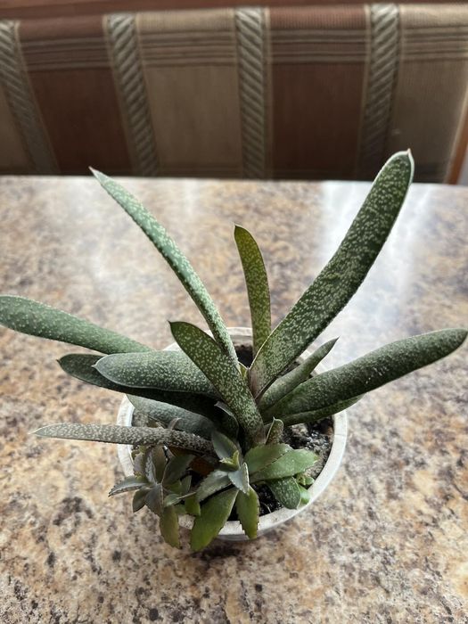 Квіти кімнатні різні